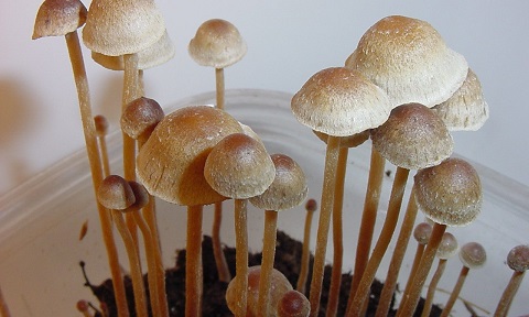 Psilocybe.jpg