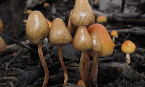 Psilocybe pelliculosa 122504-e1552669328758.jpg