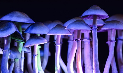 Psilocybin-Fungus-Toadstool-Mushrooms.jpg