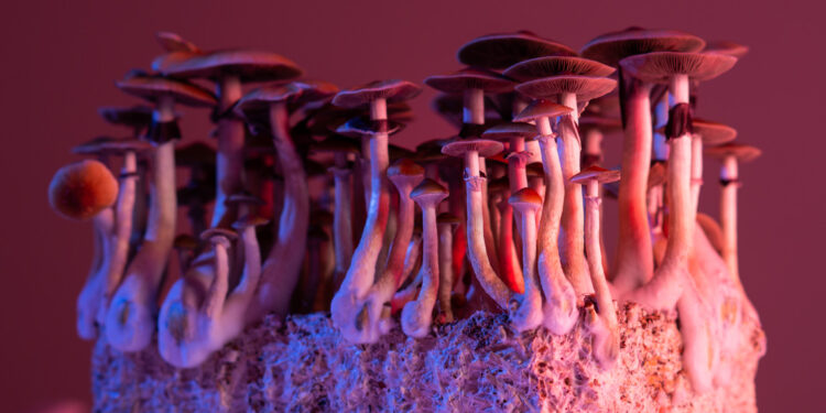 psilocybin-mushrooms-750x375.jpg