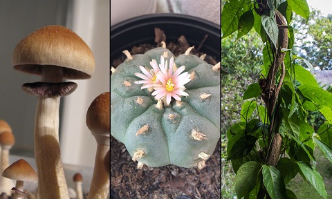 psychedelic-psilocybin-peyote-ayahuasca.jpg