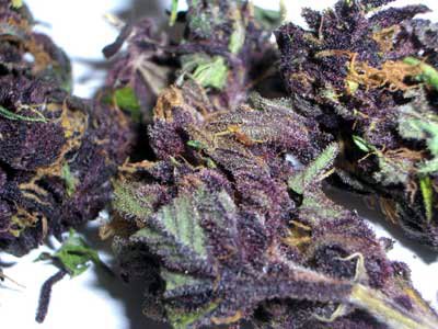 purple-haze.jpg