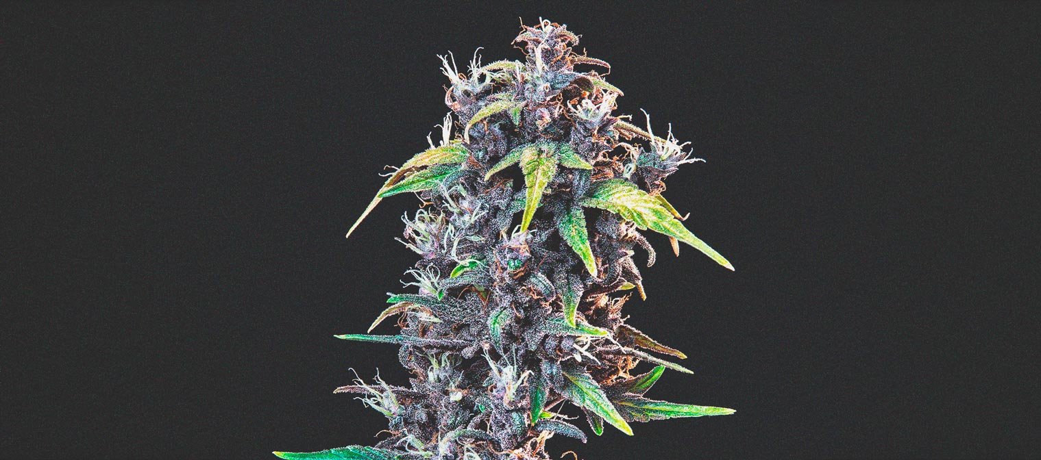 purplematic.jpg