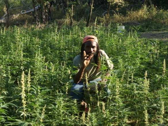 rabota marihuana2.jpg