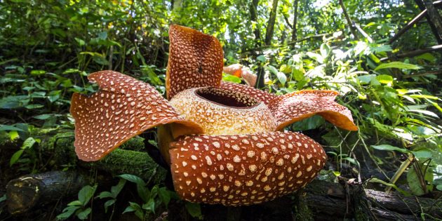 Rafflesia_arnoldii_Bengkulu_02_1594379328-scaled-e1594379386562-630x315.jpg