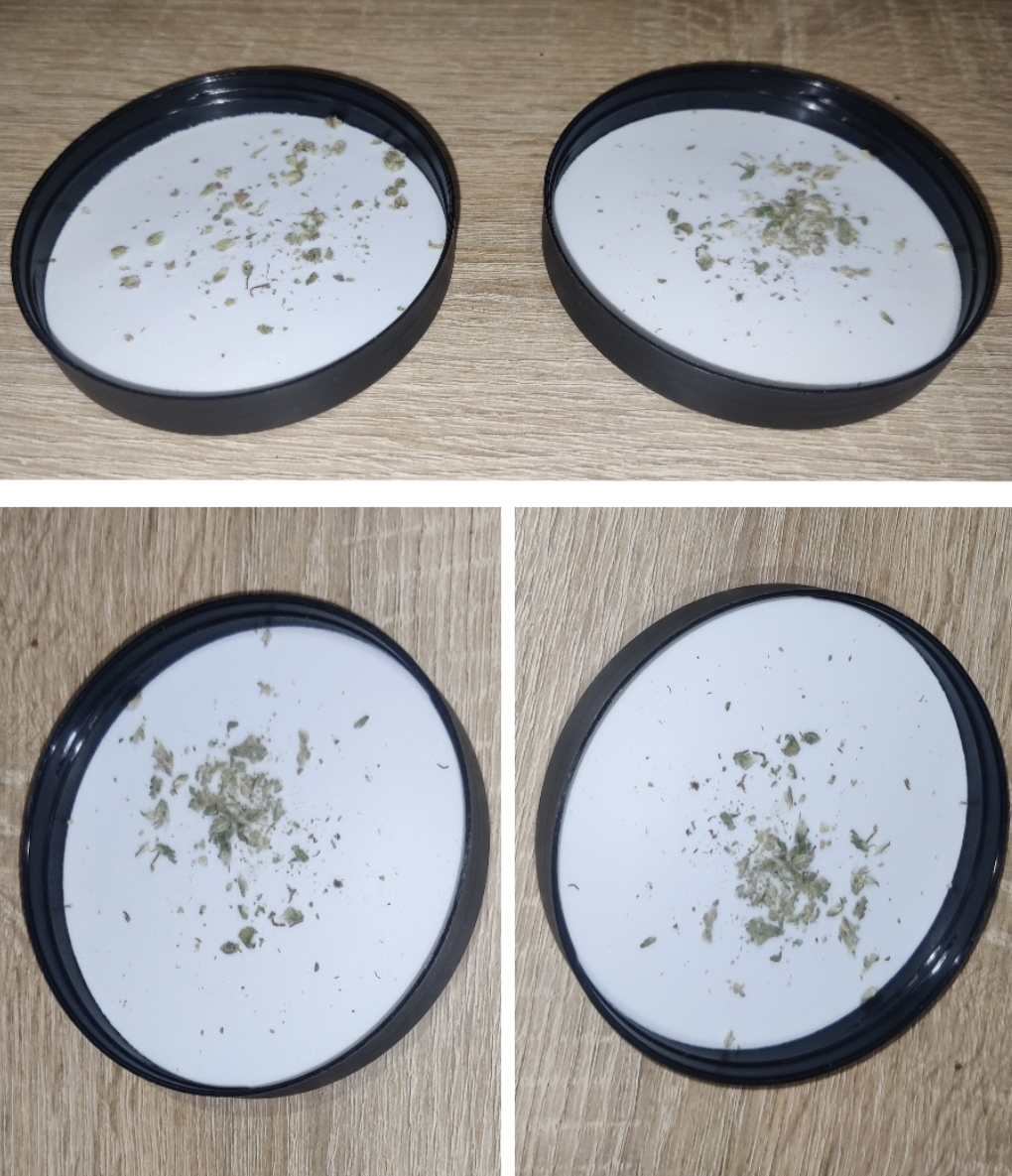 RayTop Og Banana Blaze Kush Trip report na shishki 32.jpg