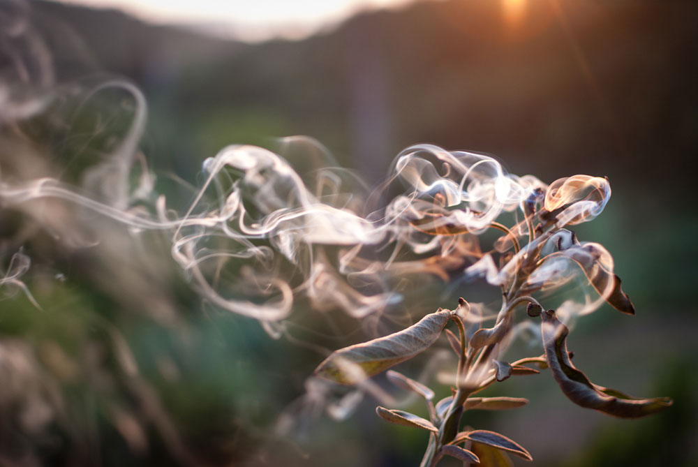 salvia2.jpg