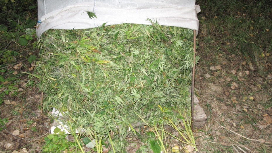 saray marihuana.jpeg