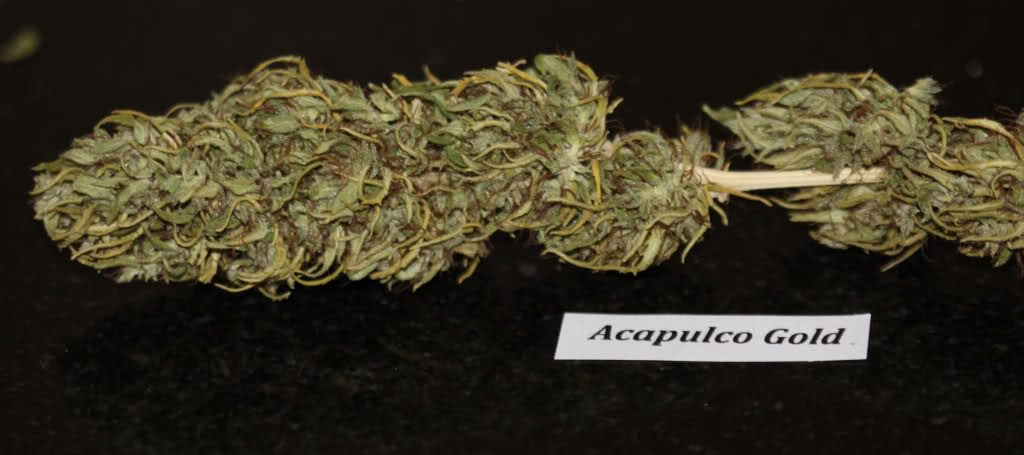 sativa.png