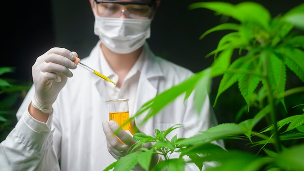 scientist-is-checking-analyzing-cannabis-experiment-holding-beaker-cbd-oil-laboratory_33799-11...jpg