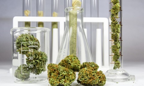 scientists-trying-breed-cannabis-plants-with-consistent-cannabinoid-levels-featured.jpg