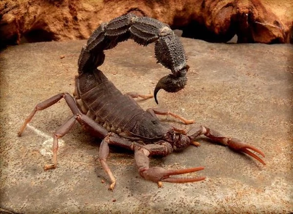 scorp2.png
