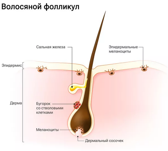 Screenshot 2023-05-04 at 10-56-25 Седины не будет. Ученые выяснили как вернуть волосам цвет.png