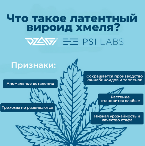 Screenshot 2023-05-04 at 20-59-37 вироид конопли – Google Поиск.png