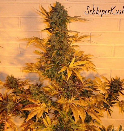 Screenshot 2023-05-17 at 20-58-56 Auto Shkiper Kush – новинка IZI. Авторский сорт.png