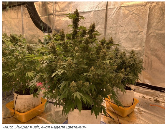 Screenshot 2023-05-17 at 21-00-11 Auto Shkiper Kush – новинка IZI. Авторский сорт.png