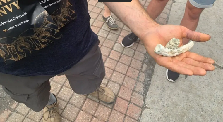 Screenshot 2023-07-17 at 13-10-22 В Канаде не могут найти управу на торговцев псилоцибиновыми ...png