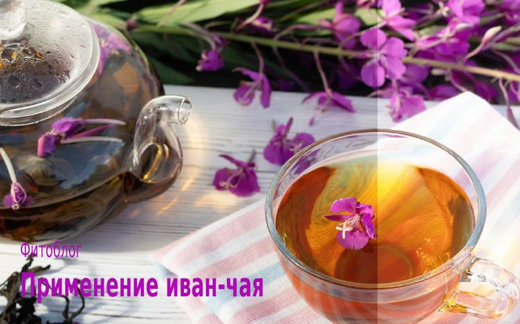Screenshot 2023-07-20 at 17-13-44 Иван Чай полезные свойства применения и противопоказания.png
