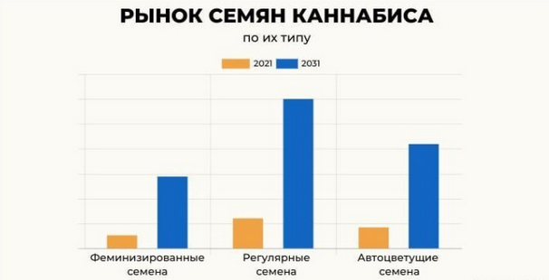 Screenshot 2023-07-21 at 20-40-10 Мировой рынок семян каннабиса к 2031 году должен вырасти до ...png