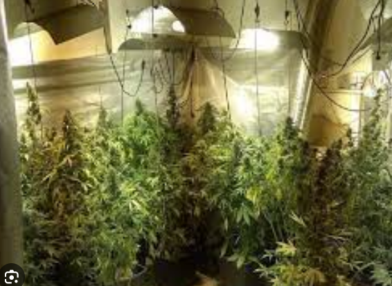 Screenshot 2023-08-21 at 11-35-00 китай подпольное выращивание конопли – Google Поиск.png