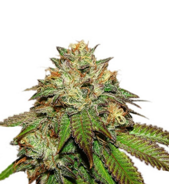 Screenshot 2023-08-22 at 18-42-53 Сорт Bubba Kush fem (GHS).png