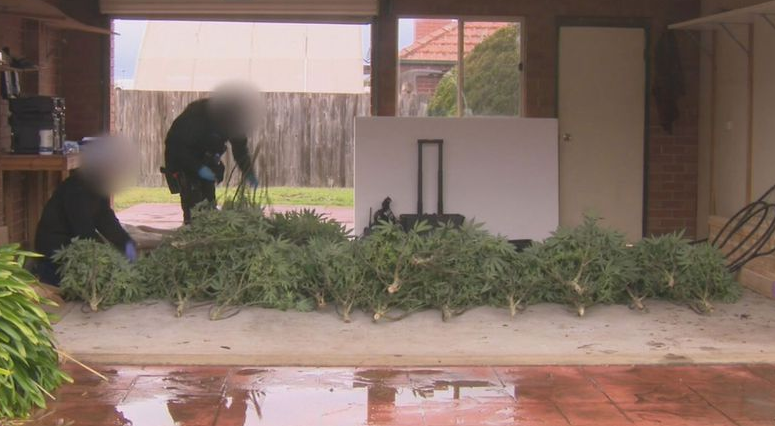 Screenshot 2023-08-25 at 11-05-11 Huge amounts of cash and 700 cannabis plants seized during r...png