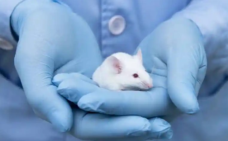 Screenshot 2023-08-25 at 11-14-28 Psychedelic Increases ‘Neural Plasticity’ in Mice Study Finds.png