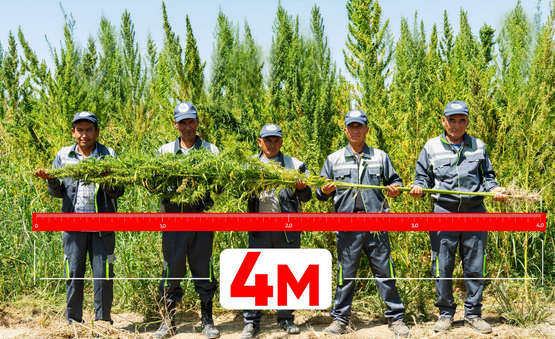 Screenshot 2023-08-27 at 15-27-35 RS SUCCESS AGRO ПРОДОЛЖАЕТ БИТЬ РЕКОРДЫ ПО ВЫРАЩИВАНИЮ ТЕХНИ...png