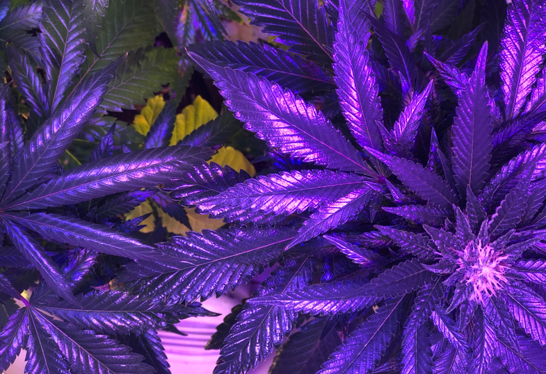 Screenshot 2023-08-29 at 15-30-38 GOP Congressman Explains Why He’ll Vote For Ohio Marijuana L...png