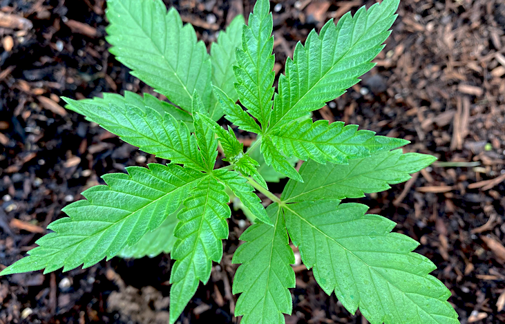 Screenshot 2023-08-29 at 15-43-23 States That Legalized Medical Marijuana Saw Nearly 20 Percen...png