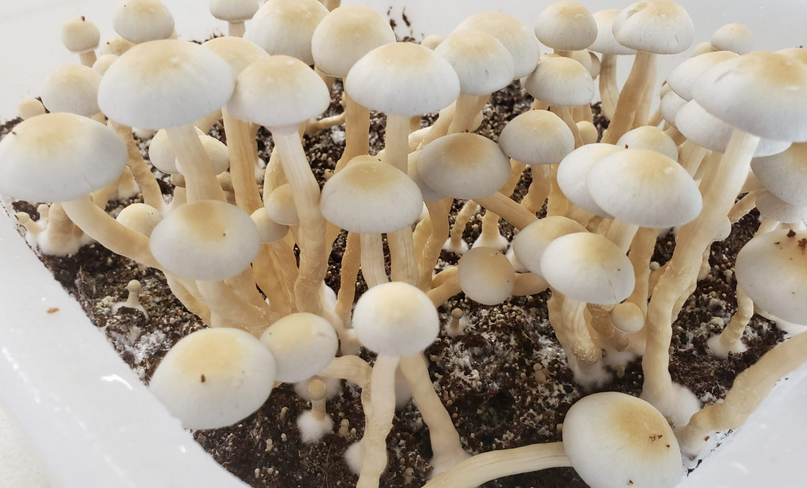 Screenshot 2023-09-03 at 15-15-07 Psilocybin Associated With ‘Significantly’ Reduced Symptoms ...png