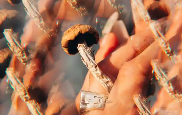 Screenshot 2023-09-03 at 15-55-11 Report Despite Promises Oregon’s Psilocybin Program Not Payi...png