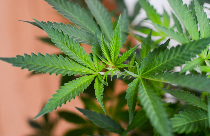 Screenshot 2023-09-04 at 13-13-06 Moving Cannabis To Schedule III Would Be A Game-Changing Win...png