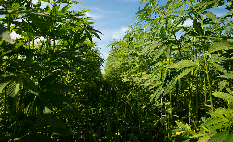 Screenshot 2023-09-06 at 13-58-40 USDA Releases New Hemp Handbook As Agency Works To Rebuild A...png