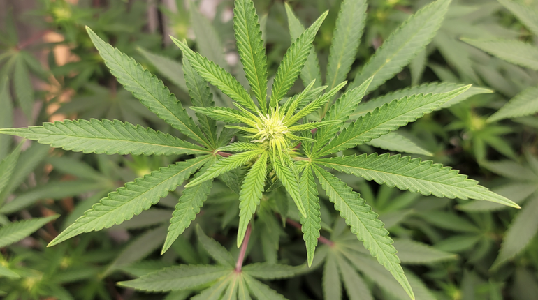 Screenshot 2023-09-06 at 17-20-23 Lawmakers Move To End Marijuana Testing For More Federal Job...png