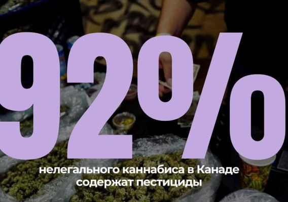 Screenshot 2023-09-08 at 09-23-03 Цифра дня 92% нелегального каннабиса в Канаде содержит пести...png