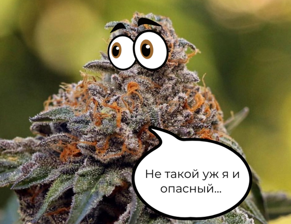 Screenshot 2023-09-08 at 09-25-11 Минздрав США рекомендует отнести каннабис к менее опасным ве...png