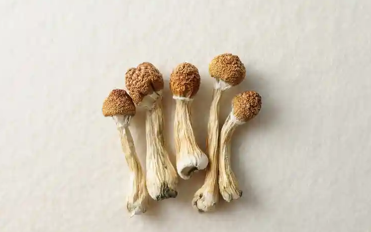 Screenshot 2023-09-28 at 12-40-57 Detroit Police Raid Psilocybin Church After Newspaper Feature.png
