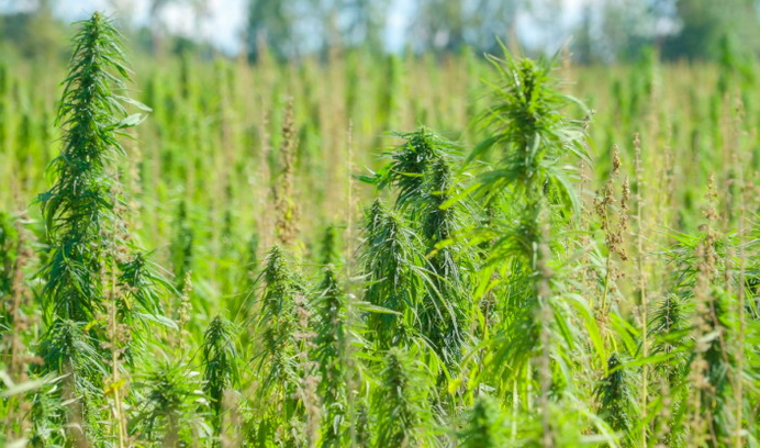 Screenshot 2023-10-02 at 09-14-40 Schwermetalle in Cannabis - drugcom.png