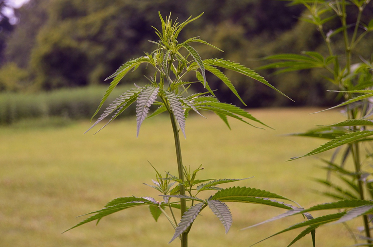 Screenshot 2023-10-05 at 09-13-34 USDA Says Genetically Modified Hemp Plant ‘May Be Safely Gro...png
