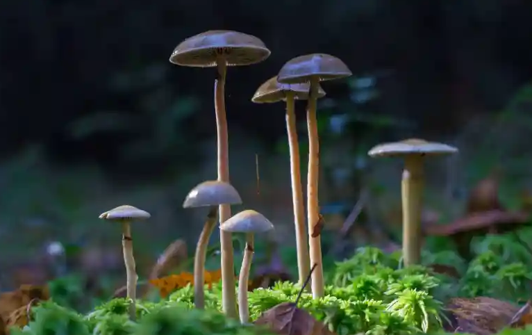 Screenshot 2023-10-27 at 14-38-01 First Shroom Cultivation License in New Zealand Granted to M...png