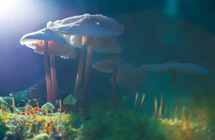 Screenshot 2023-12-03 at 09-41-00 Psilocybin ADHD Medication Together Study Reveals Potential ...png