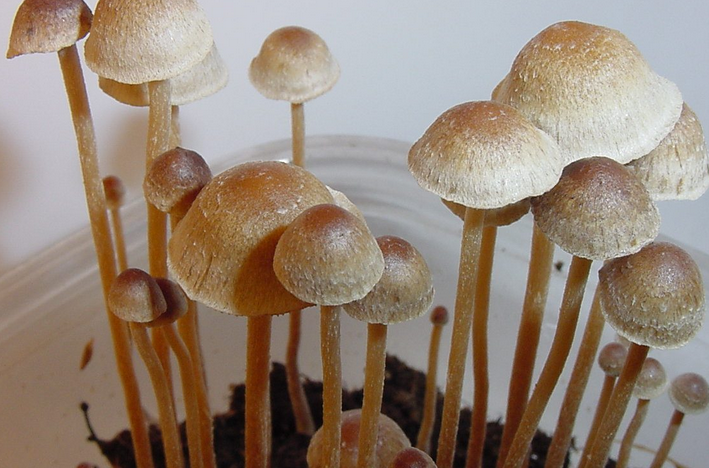 Screenshot 2023-12-07 at 14-31-57 Psilocybin’s ‘Efficacy And Safety’ For Bipolar II Depression...png