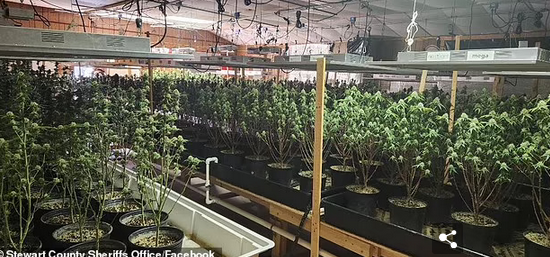 Screenshot 2023-12-08 at 19-13-48 Marijuana operation uncovered inside booby-trapped Tennessee...png