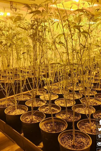 Screenshot 2023-12-08 at 19-16-02 Marijuana operation uncovered inside booby-trapped Tennessee...png