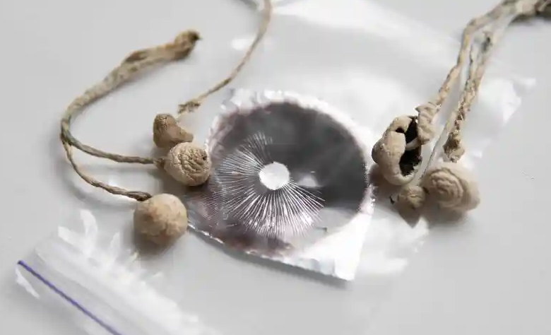 Screenshot 2024-01-09 at 18-31-08 DEA Response Clarifies Psychedelic Mushroom Spores Are Legal...png
