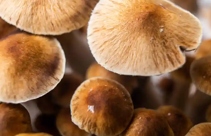 Screenshot 2024-01-26 at 12-01-41 79% of Canadians Support Psilocybin To Treat Existential Dre...png