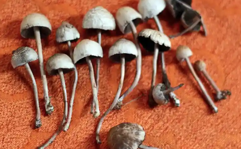 Screenshot 2024-03-21 at 12-03-33 Study Finds Natural Mushroom Extract Has Better Therapeutic ...png