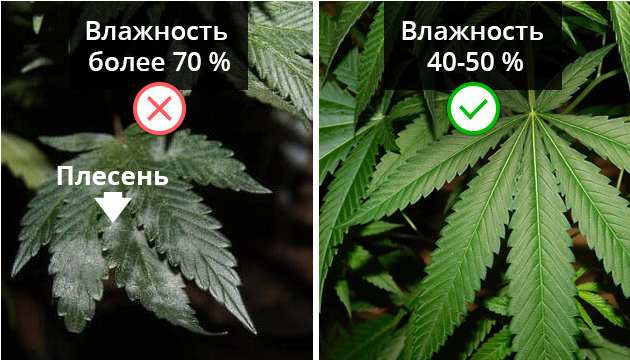 Screenshot 2024-03-25 at 20-44-55 Как вырастить марихуану дома советы и хитрости культивации в...png