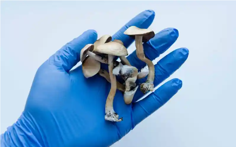 Screenshot 2024-03-31 at 14-28-08 Researchers Find New Way To Measure Potency of Mushrooms.png